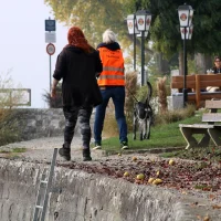 Mantrailing Gruppen im HZO Benken – Personensuche für Anfänger und Fortgeschrittene im Realeinsatz-Training