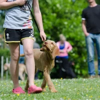 Hundesport-Gruppe im HZO Benken – Unterordnungsaufbau, Clickertraining und Apportieren nach BH-Reglement