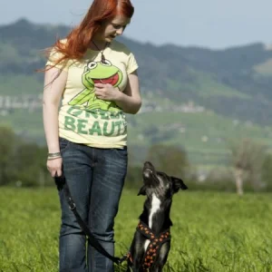 Grunderziehung und Alltagstraining im Linthgebiet. Fokus und Vertrauen zwischen Mensch und Hund stärken