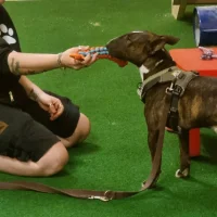 Schnüffel-Kurse im Hundezentrum Obersee – Nasenarbeit, Trüffelsuche und Geruchsdifferenzierung