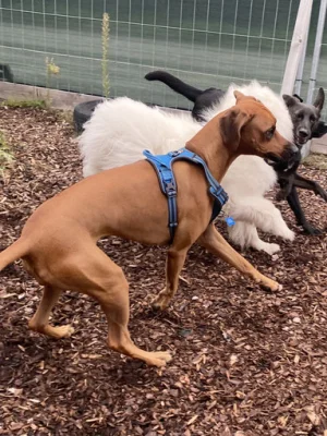 Junghundetraining im HZO Benken . Orientierung und Bindung in der Pubertätsphase stärken
