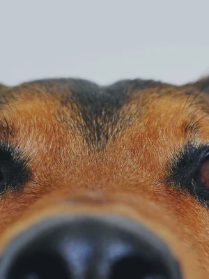 Hunde-Erziehungstraining im HZO Benken. Sicherheit und neue Routinen für Hunde aus zweiter Hand