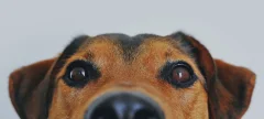 Hunde-Erziehungstraining im HZO Benken. Sicherheit und neue Routinen für Hunde aus zweiter Hand