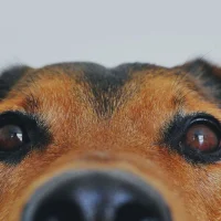 Hunde-Erziehungstraining im HZO Benken. Sicherheit und neue Routinen für Hunde aus zweiter Hand