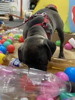 Hundesport im HZO Benken. Physische Auslastung beim Agility, Schnüffelkursen und anderen Aktivitäten.