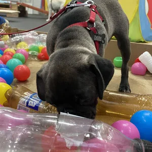 Hundesport im HZO Benken. Physische Auslastung beim Agility, Schnüffelkursen und anderen Aktivitäten.