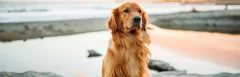 Professionelle Verhaltensberatung für Hunde im HZO Benken – Individuelle Lösungen bei Angst, Aggression, Jagdverhalten und mehr.