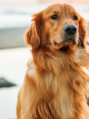 Professionelle Verhaltensberatung für Hunde im HZO Benken – Individuelle Lösungen bei Angst, Aggression, Jagdverhalten und mehr.