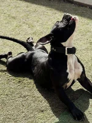 Entspannter Hund geniesst die Sonne im HZO Hundehotel Benken. Artgerechte Ferienbetreuung