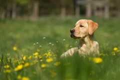 Goldener Retriever beim Welpentraining im HZO Benken lernt Platz