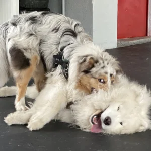 Hunde spielen in der Tagesstätte im Hundezentrum Obersee. Sozialkontakt und Action in der Gruppe