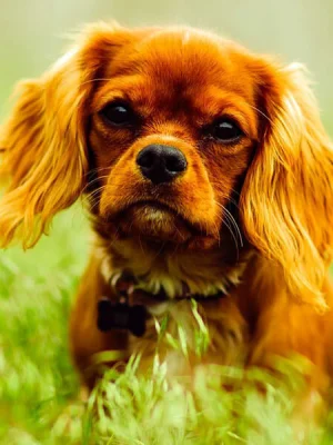 Süsser Welpe im Welpentraining Benken. Spielerisches Lernen und Vertrauensaufbau im HZO