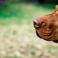 Scent-Detection für Hunde im Linthgebiet – Professionelle Geruchssuche angelehnt an die Arbeit von Einsatzhunden