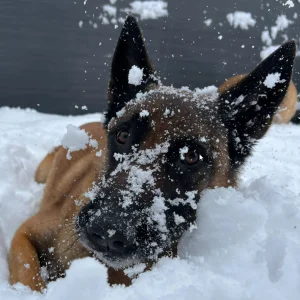 Hilfe bei Verhaltensproblemen wie Leinenaggression und Hyperaktivität – Fundiertes Hundetraining im Hundezentrum Obersee.