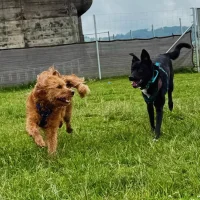 Hundetagesbetreuung im HZO Benken – Artgerechter Sozialkontakt und Spiel für alle Hunde, unabhängig von Rasse oder Kastrationsstatus.