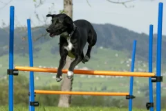 Junghundekurs im Linthgebiet. Gehorsamstraining und Beschäftigung für junge Hunde im HZO