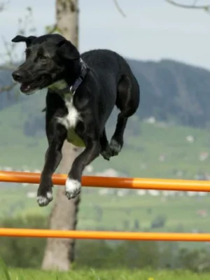 Junghundekurs im Linthgebiet. Gehorsamstraining und Beschäftigung für junge Hunde im HZO