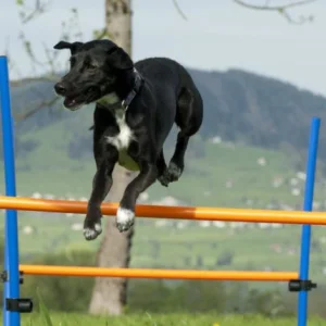 Junghundekurs im Linthgebiet. Gehorsamstraining und Beschäftigung für junge Hunde im HZO
