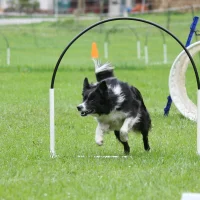 asy Hoopers Gruppenkurs im HZO Benken – Gelenkschonende Parcoursarbeit ohne Wettkampfdruck.