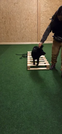 Hundetraining in der Halle bei HZO Benken