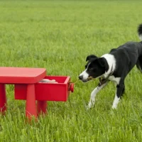 ThinkingDogs und TrickDogs im Linthgebiet. Geistige Auslastung und Denksport für clevere Vierbeiner