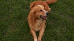 Hundebeschäftigung und Erfolge im Training bei HZO Benken